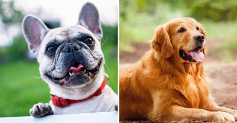 7 Most Popular Dog Breeds in Illinois and Why They’re Family Favorites