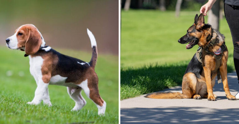 7 Most Popular Dog Breeds in Ohio and Why Families Choose Them