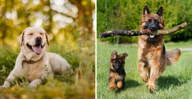 7 Most Popular Dog Breeds in Texas and Why Texans Love Them