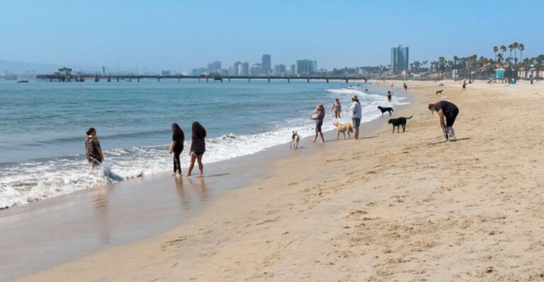 8 Best Beaches in California Where Dogs Can Run Off-Leash