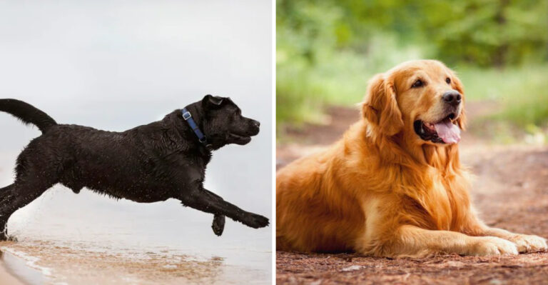 8 Most Popular Dog Breeds in Michigan and Why They’re Everywhere