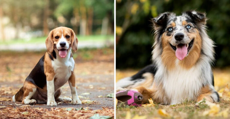8 Most Popular Dog Breeds in Pennsylvania and What Makes Them Special