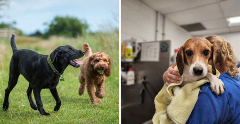 8 Most Popular Dog Breeds in Virginia and Why They Fit Local Lifestyles