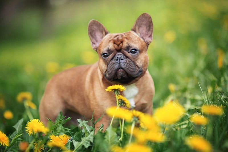 French Bulldog