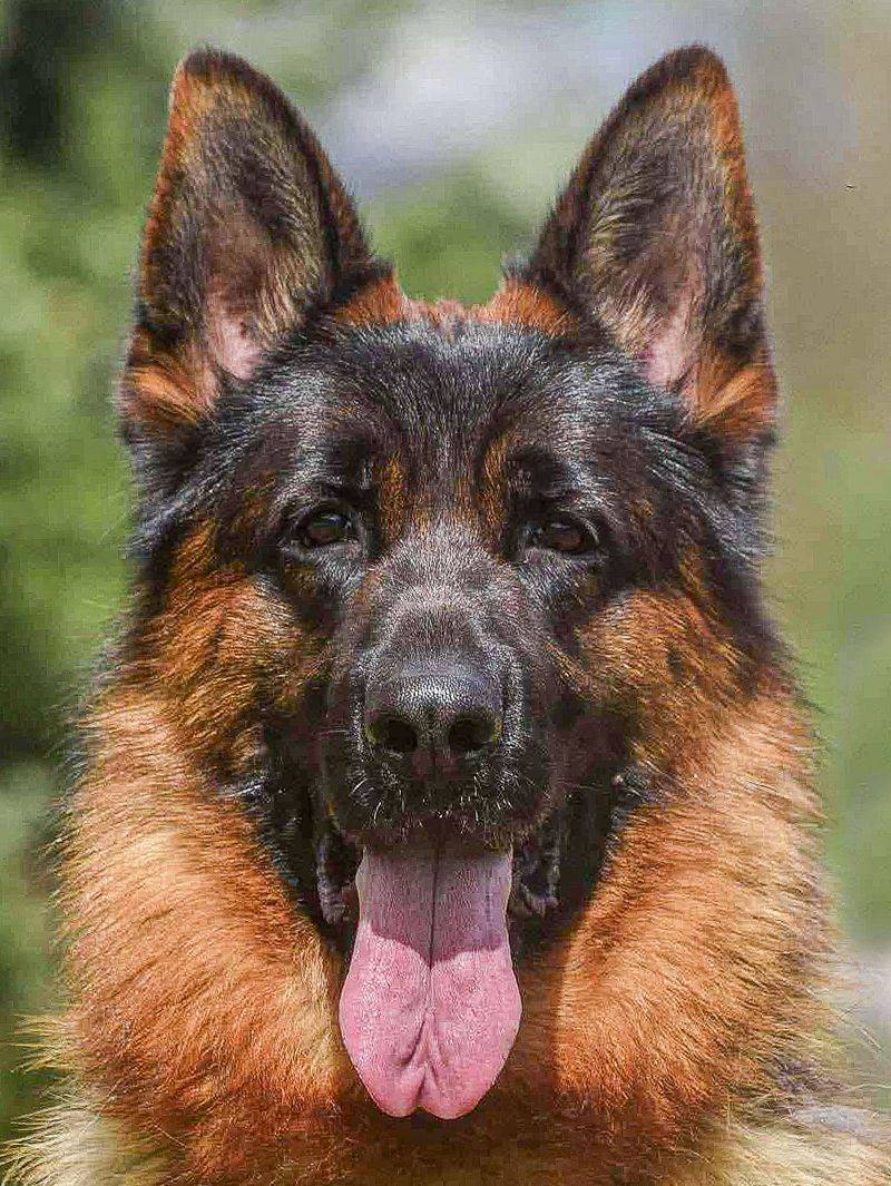 German Shepherd