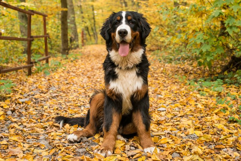 Bernese Mountain Dog