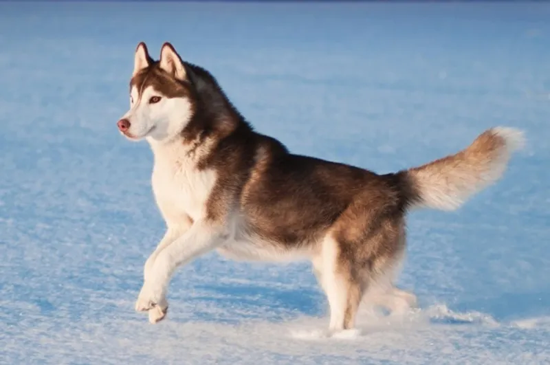 Siberian Husky