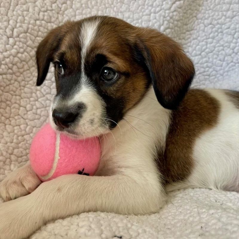 Virginia Mixed Breed Rescue Star