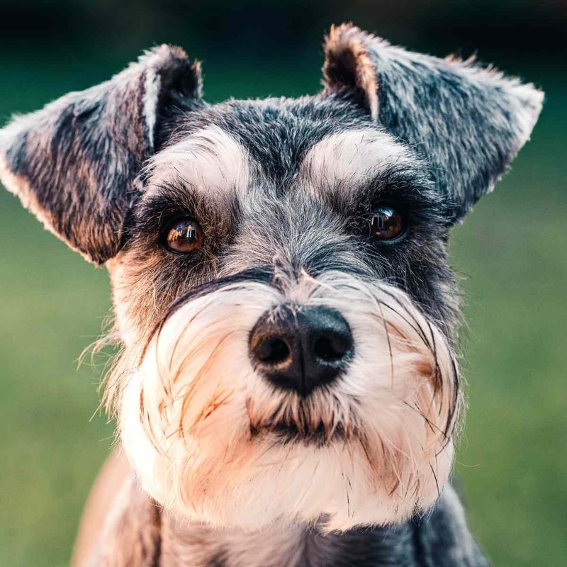Miniature Schnauzer