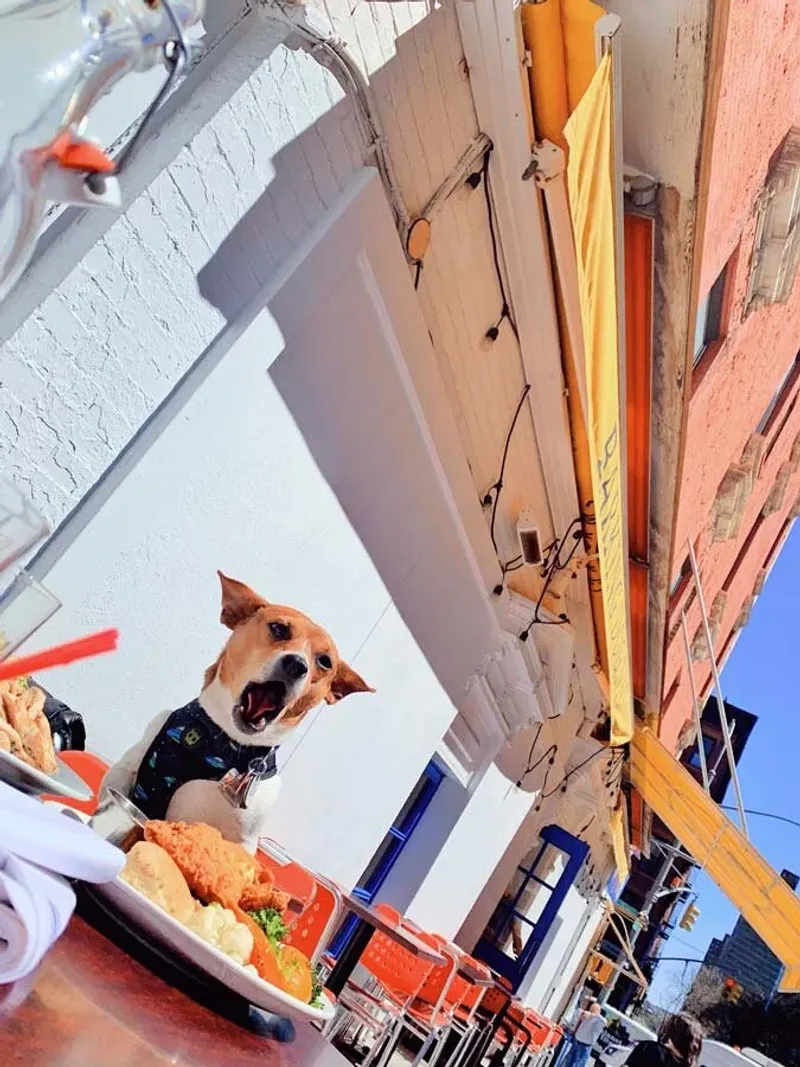 Barking Dog Upper East Side