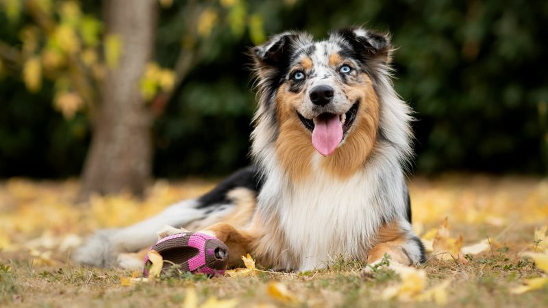 Australian Shepherd