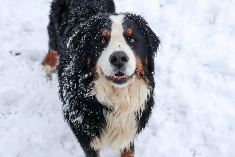 Bernese Mountain Dog