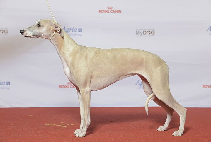Whippet