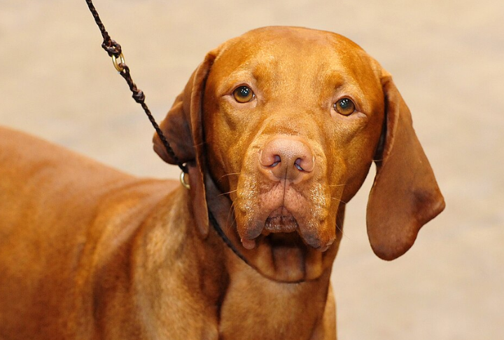 10 Breeds That Never Let You Walk Alone