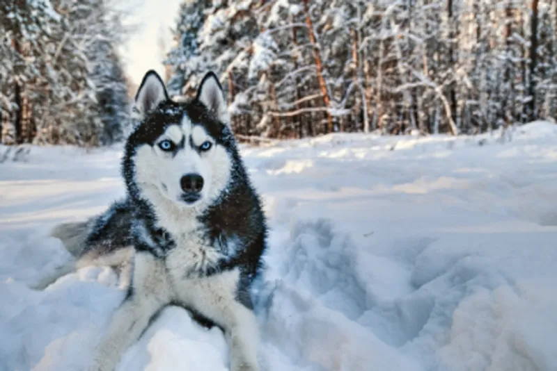 Siberian Husky