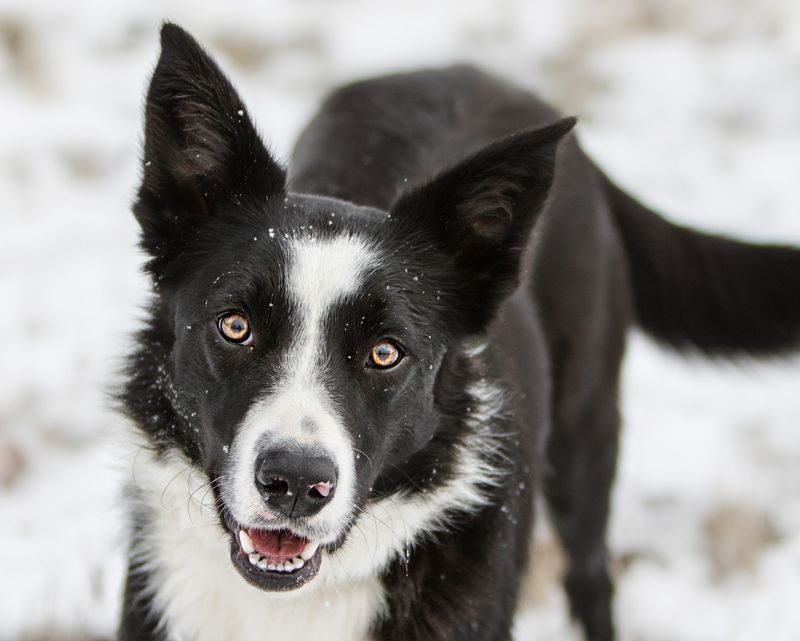 Border Collie