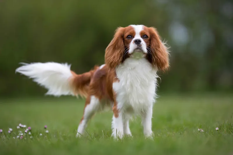 Cavalier King Charles Spaniel
