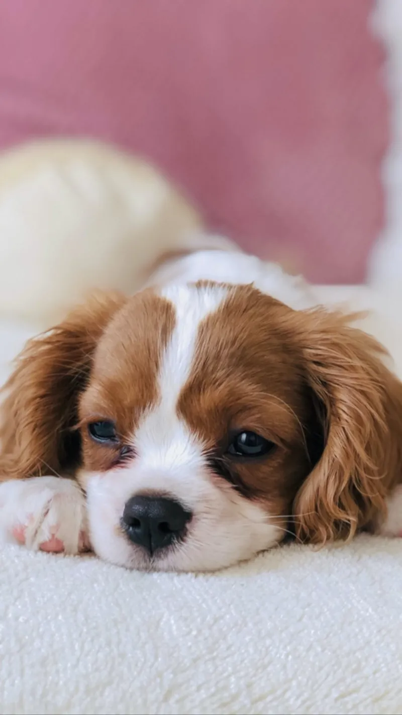 Cavalier King Charles Spaniel