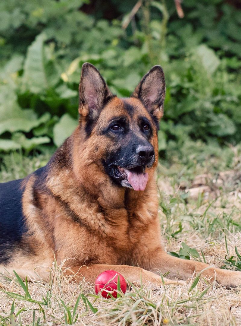 German Shepherd