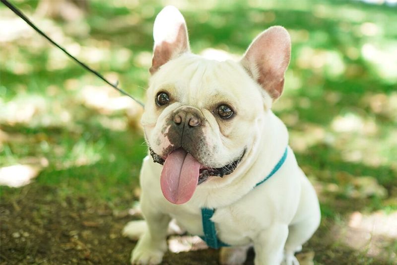 French Bulldog