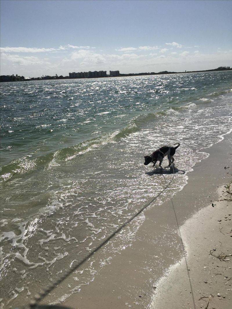 Davis Islands Dog Beach - Tampa