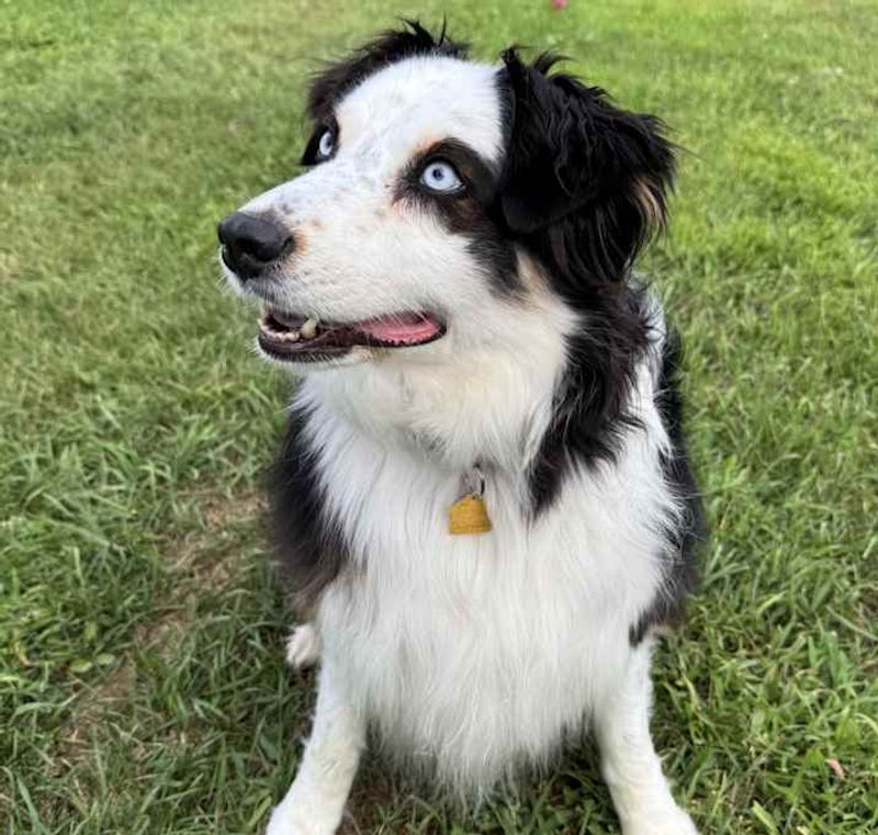 Australian Shepherd