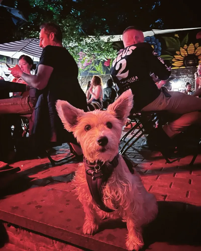 Luckydog Bar