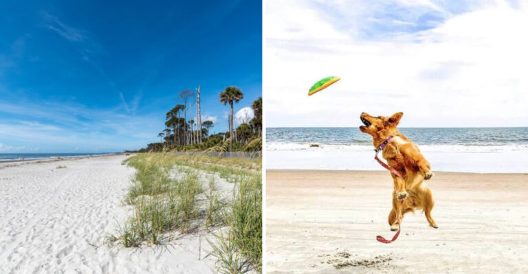 Top 7 Dog-Friendly Beaches in South Carolina Locals Love
