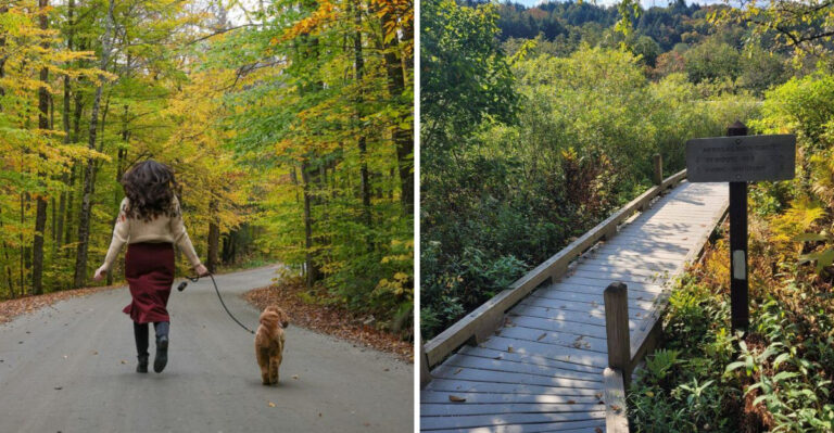 Top 7 Dog-Friendly Small Towns in Vermont to Visit With Your Pup