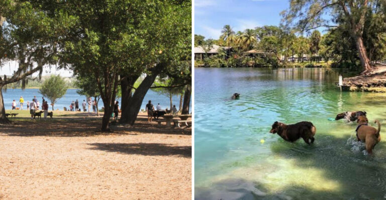 Top 9 Dog Parks in Florida That Your Pup Will Beg to Visit Again