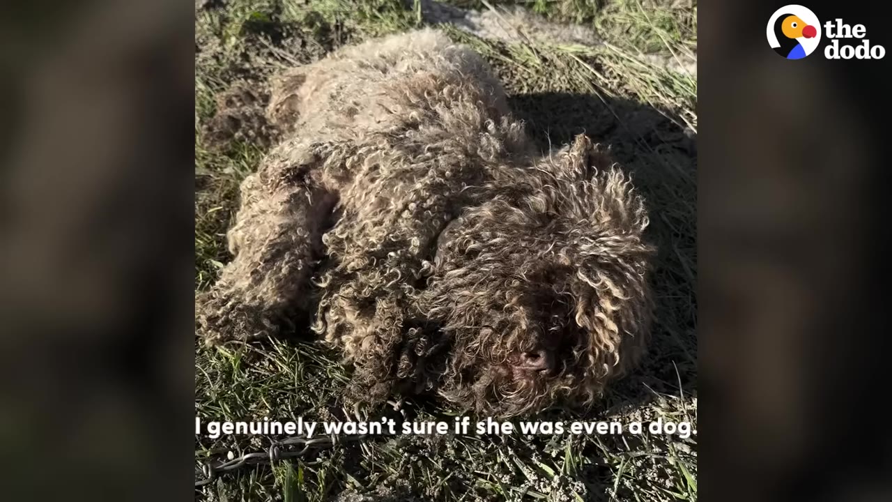 A heavily matted, curly-haired animal lies on the grass, its face and body obscured by thick, tangled fur.