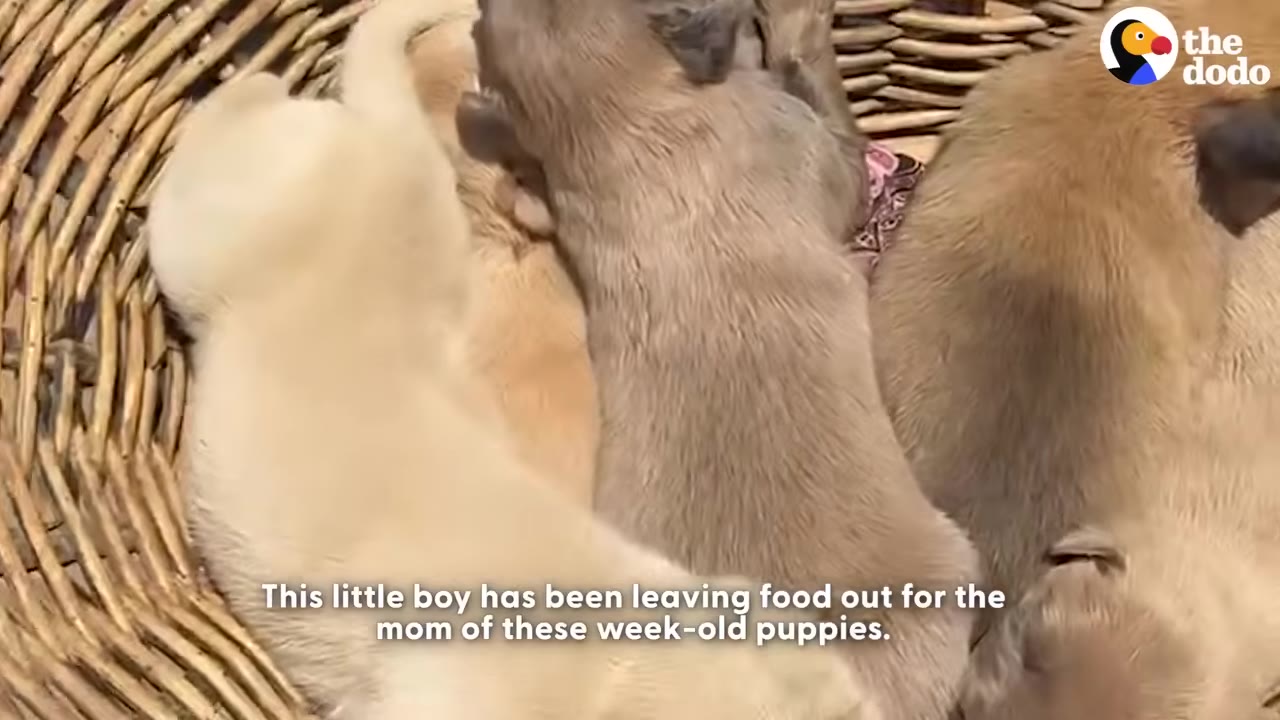 A close-up shot of several small, light brown and cream-colored puppies huddled together inside a woven wicker basket.