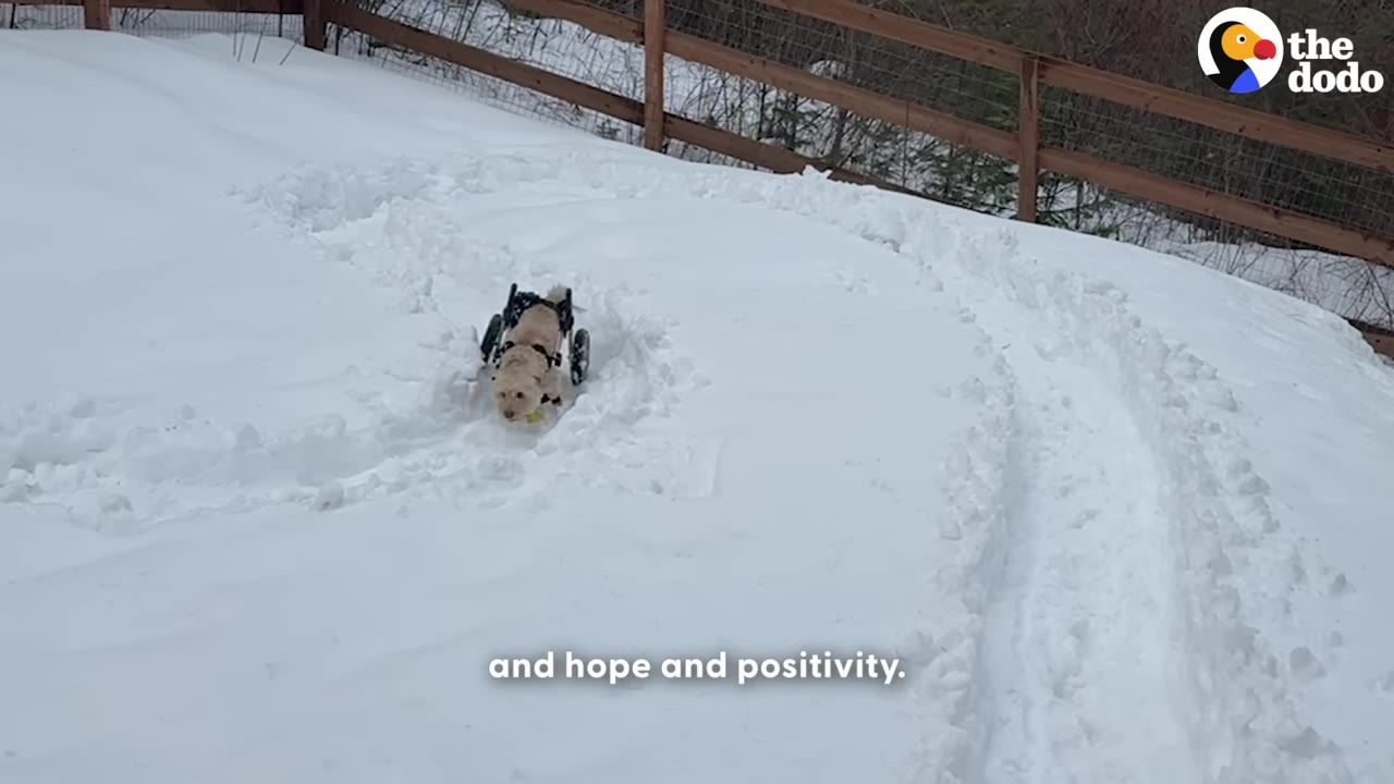 A small fluffy dog in a black wheelchair happily navigates a snowy path in a backyard.