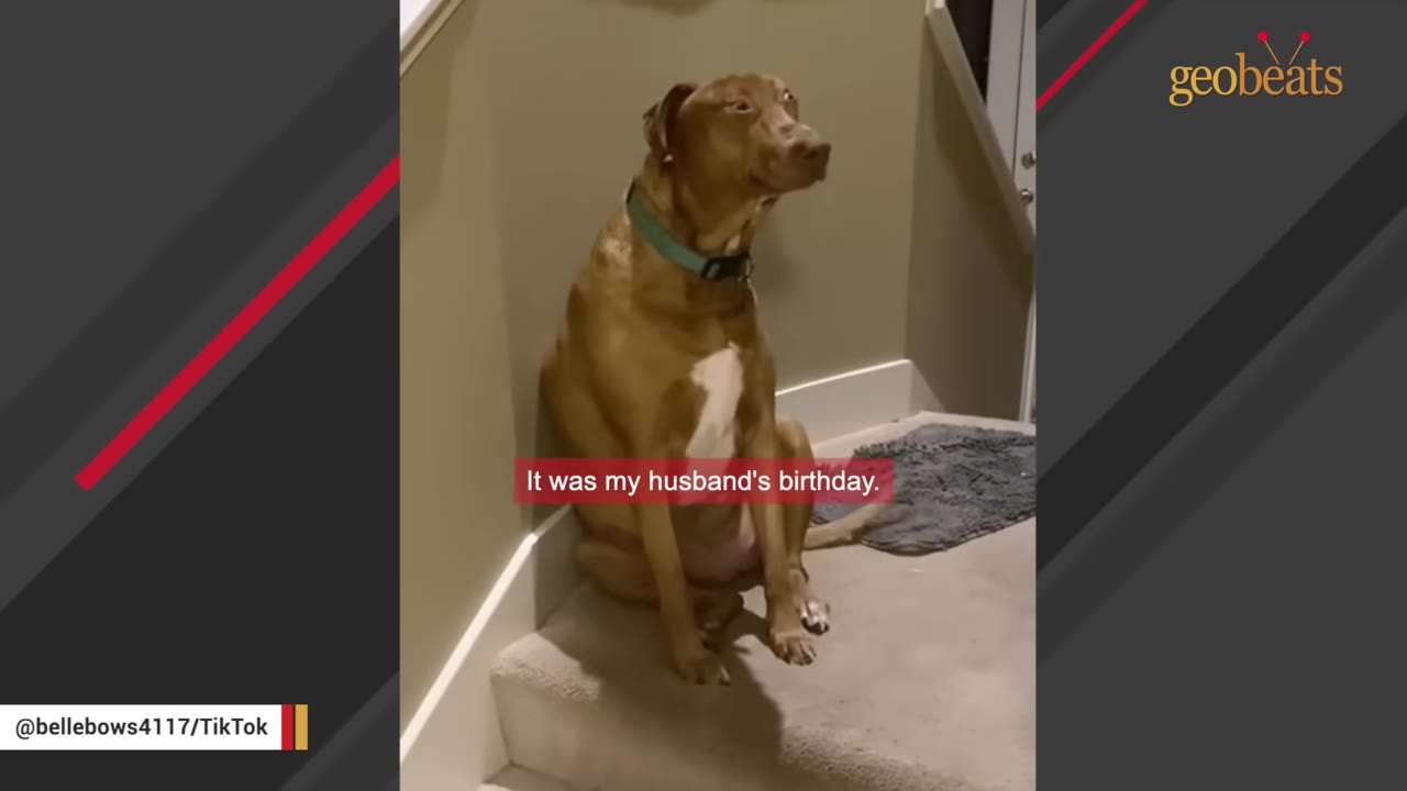 A brown dog with a white chest patch and a green collar sits on a carpeted stair landing next to a wall.