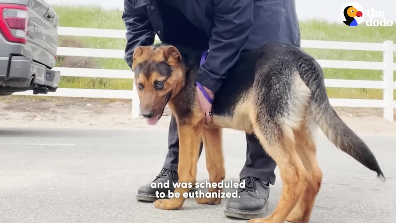 A German Shepherd puppy stands on the pavement, supported by a person's hands, with a caption that reads 'and was scheduled to be euthanized.'
