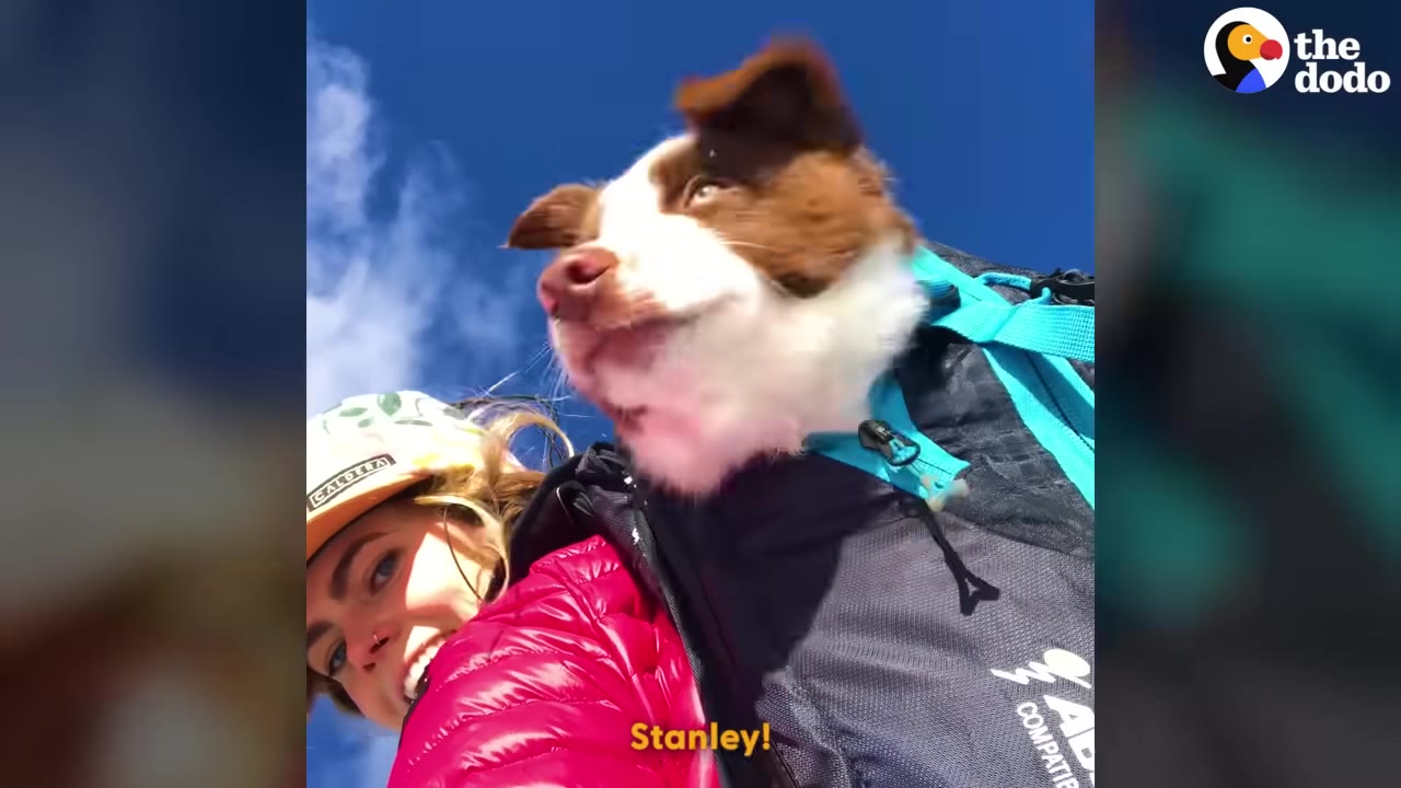A brown and white dog named Stanley rides in a backpack worn by a smiling person outdoors under a bright blue sky.