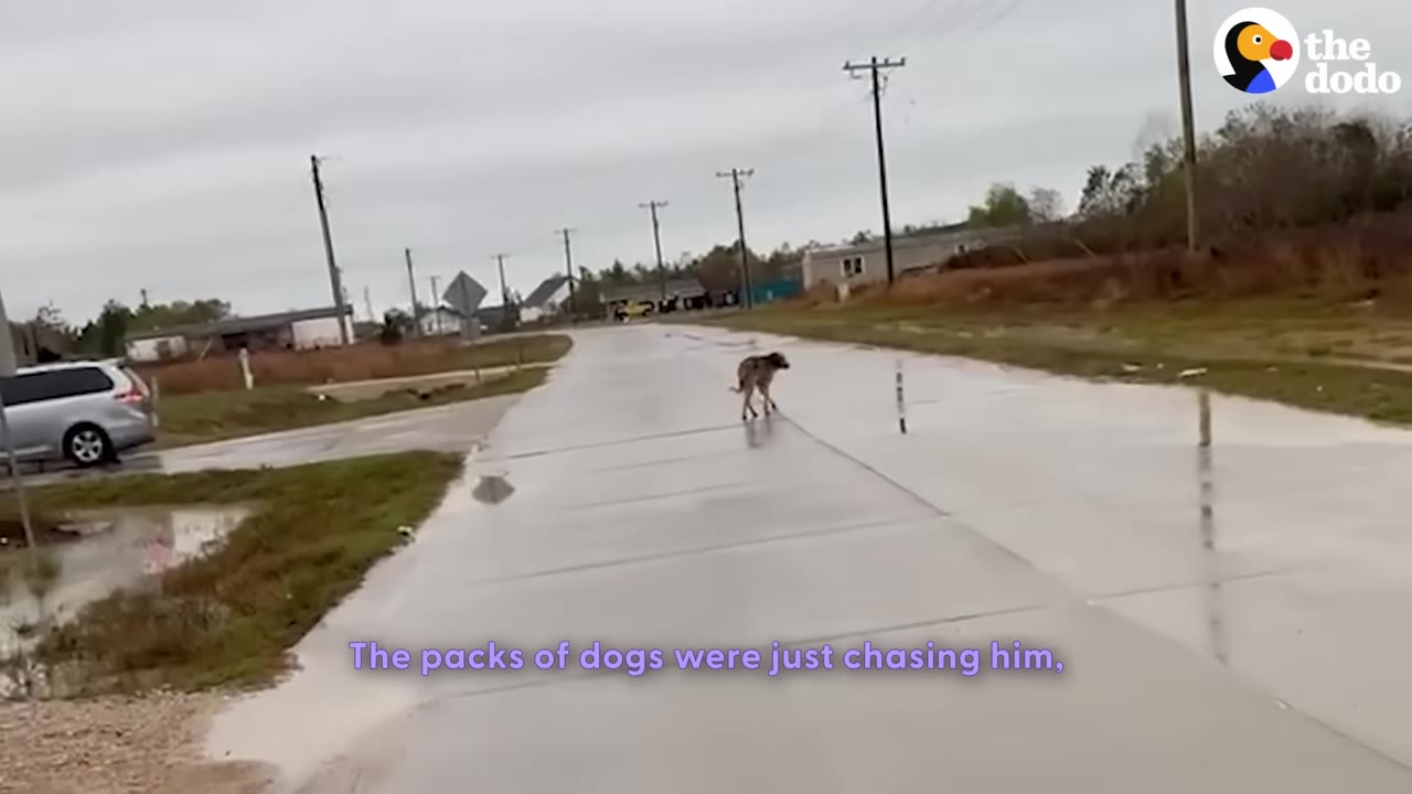 A lone stray dog walks down the middle of a wet, empty street on an overcast day.