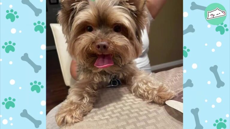 Texas Dog Needed A New Home, But His New Family Was Stunned By What He Did To Their Deliveries