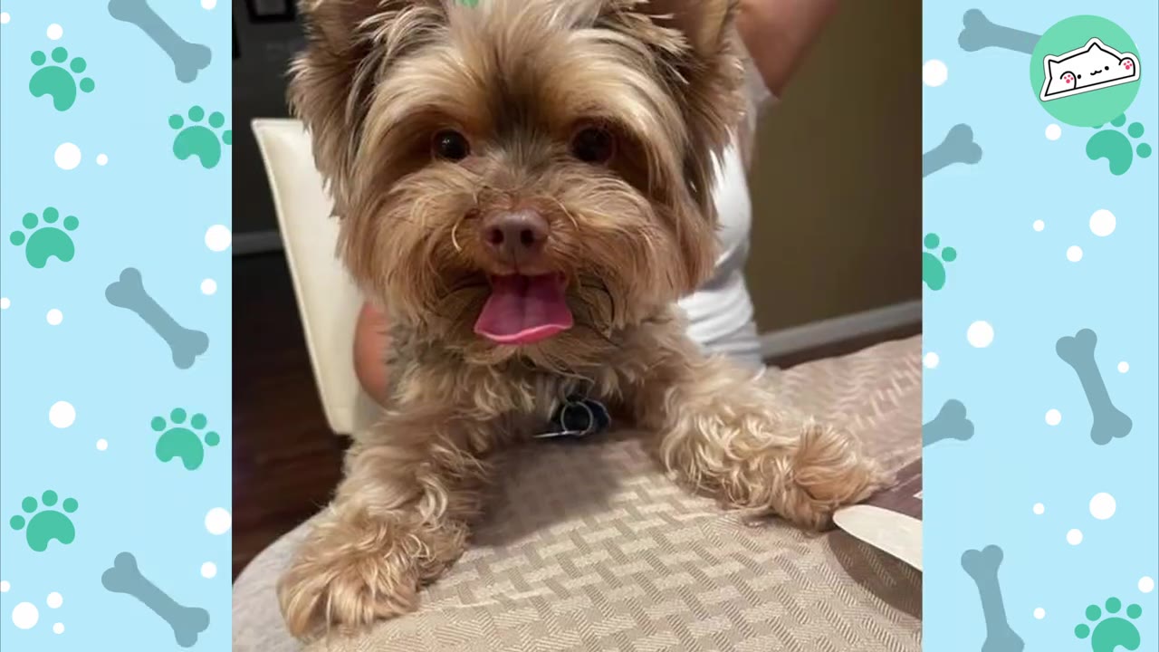 A close-up shot of a small, fluffy brown Yorkshire Terrier dog looking directly at the camera with its tongue sticking out.
