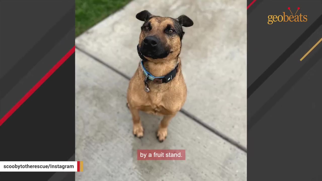 A brown dog with black markings on its face and floppy ears sits on a concrete sidewalk, looking up at the camera.
