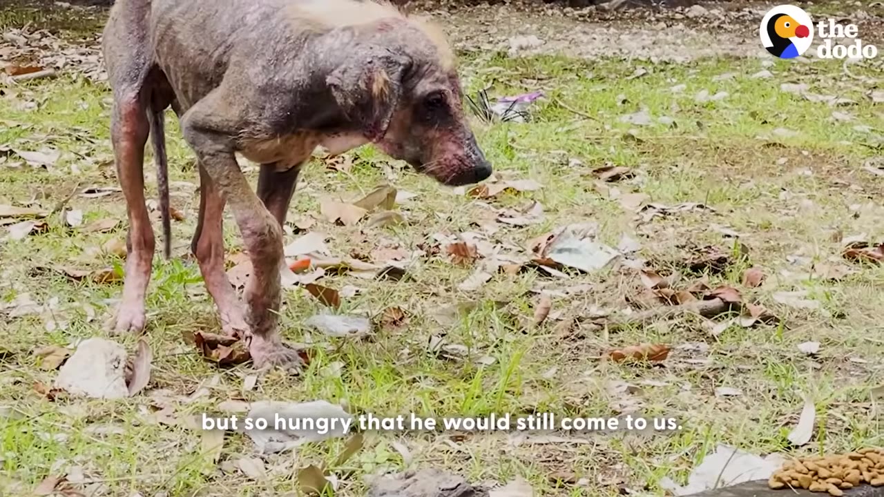 A severely emaciated dog with hair loss and skin lesions cautiously walks on a grassy area toward a pile of kibble on the ground.
