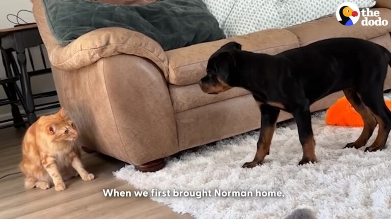 Texas Woman Introduces A 10-Pound Cat To Her 90-Pound Rottweiler, And Their Daily Routine Shatters Every Stereotype