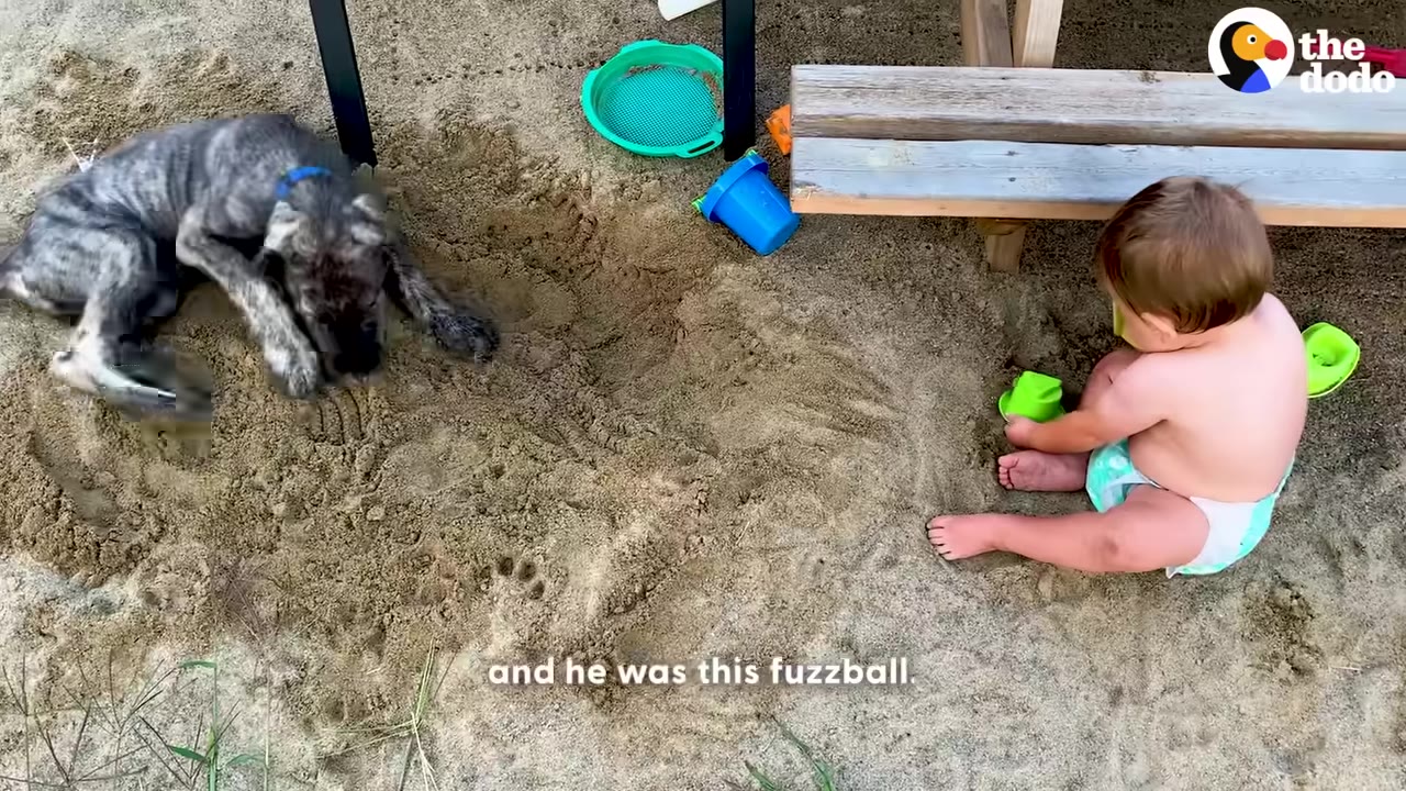 A small, brindle-colored puppy digs in a sandbox next to a baby wearing a diaper.