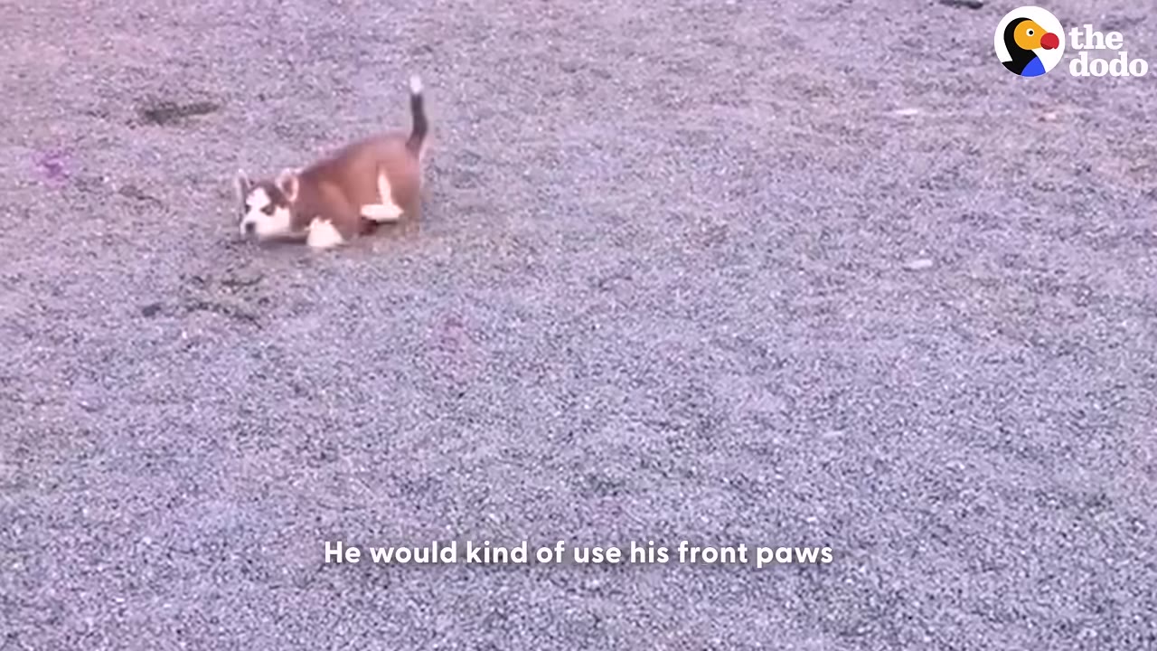 A small brown and white puppy crawling on its front paws across a gravel surface.