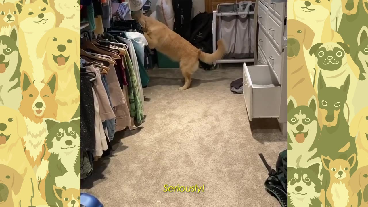 A golden retriever stands on its hind legs to peer into a closet filled with hanging clothes.