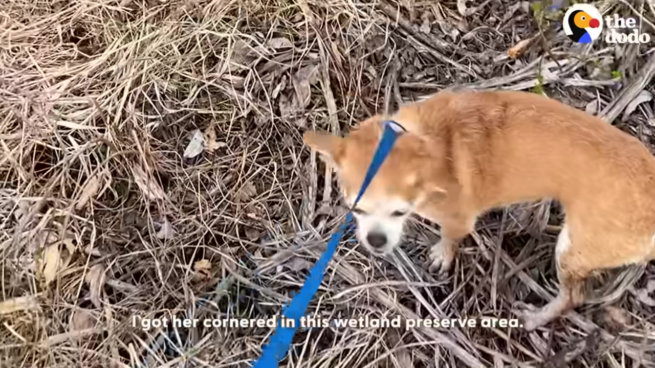 A small brown dog with a blue leash stands in a wetland area covered in dry grass and twigs.