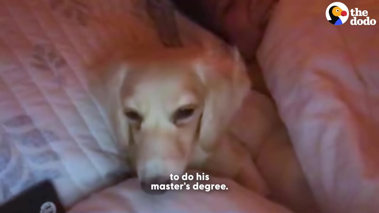 A light-colored dachshund puppy snuggles in bed next to a person under a blanket.