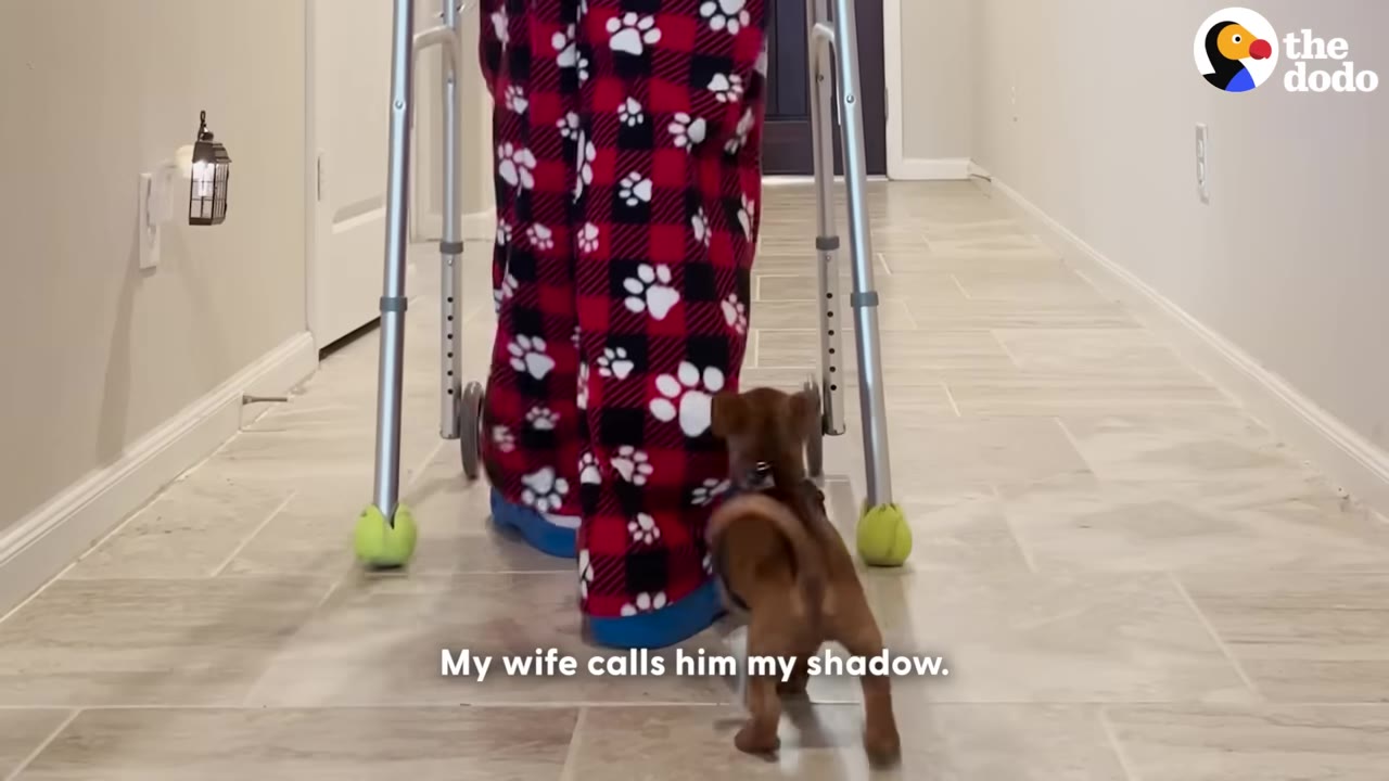A small brown puppy follows closely behind a person wearing red and black plaid pajama pants who is using a walker to walk down a hallway.