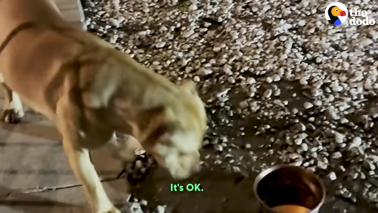 A tan pit bull stands on a gravelly street next to a metal bowl.