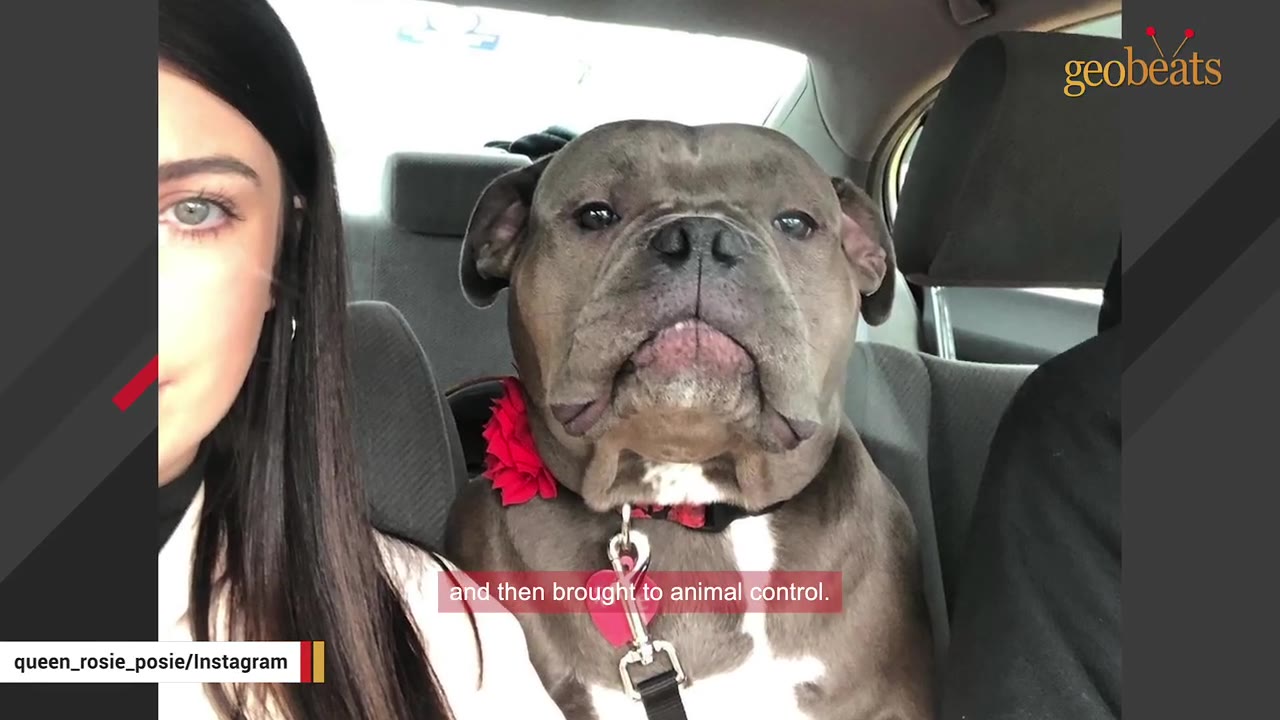A close-up of a young woman with long dark hair sitting next to a grey, stout bulldog-type dog wearing a red flower collar in the back seat of a car.